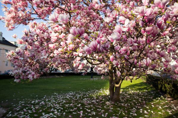 Cost of Magnolia Tree Pruning in Santa Rosa Beach