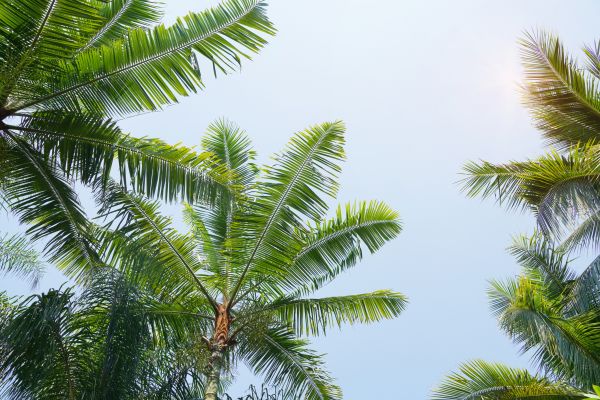 Cost of Queen Palm Tree Trimming in Santa Rosa Beach
