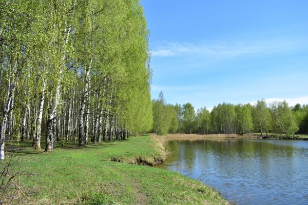 Cost of River Birch Pruning in Santa Rosa Beach