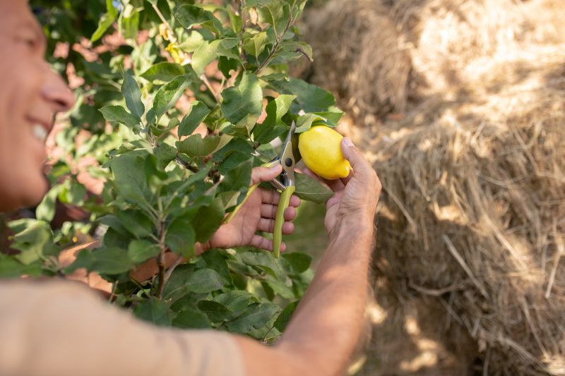 Apple Tree Pruning