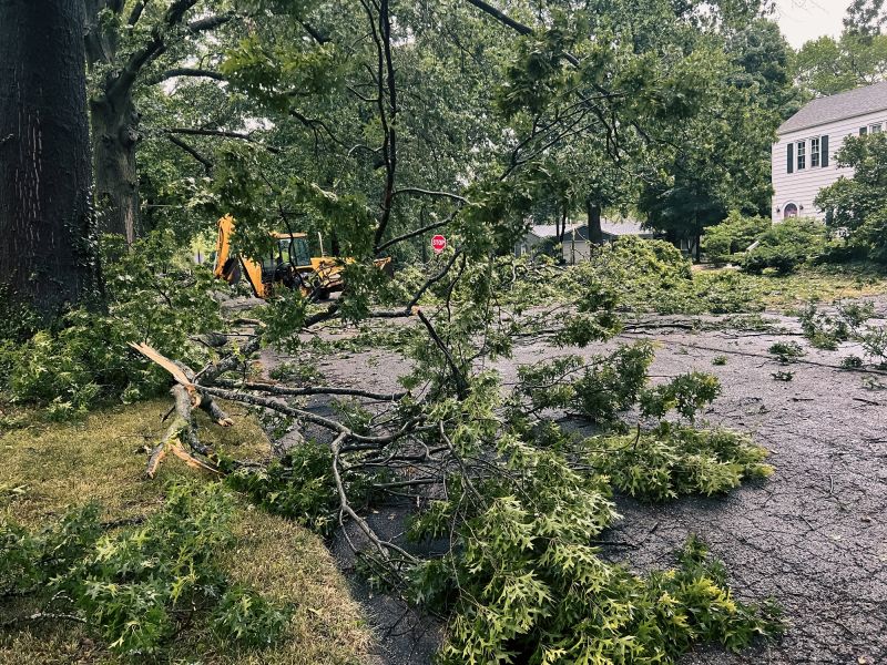 Fallen Tree on Driveway