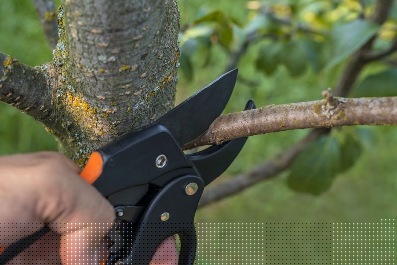 Maple Tree Pruning