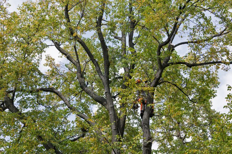 Arborist Performing Pruning