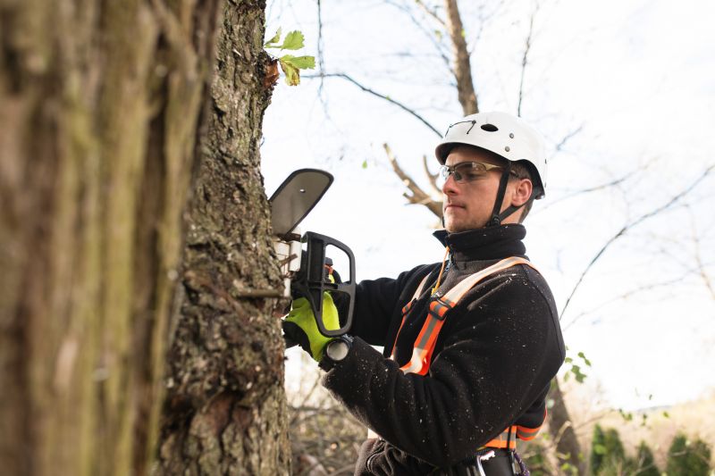 Arborist Equipment in Use
