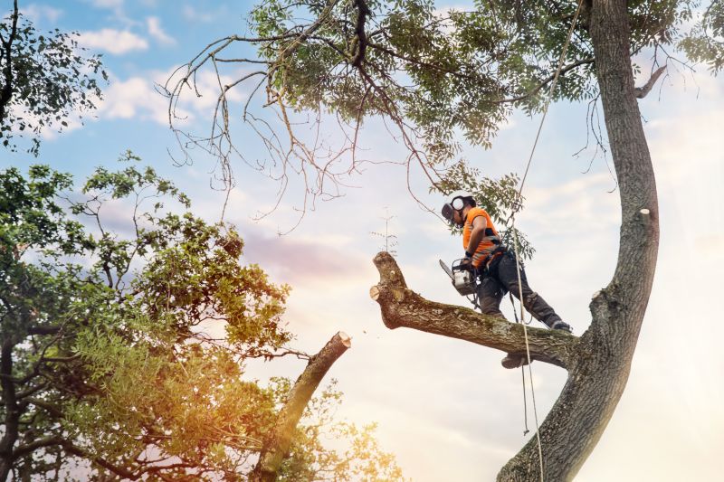 Arborist Climbing a Tree