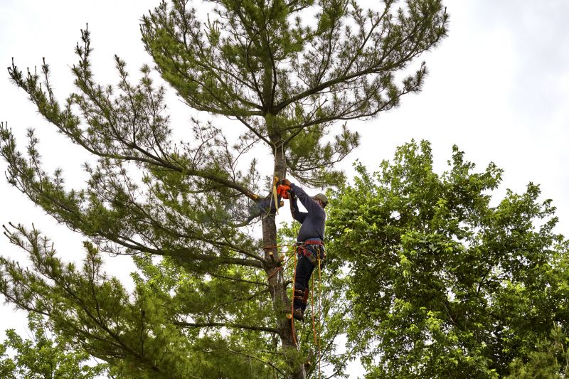 Pruned Pine Tree