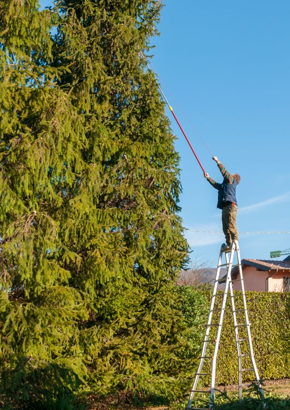 Decorative Tree Trimming