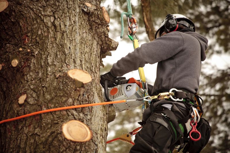 Tree Trimming Expert